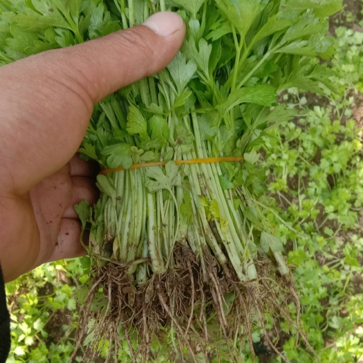 商河县芹菜苗