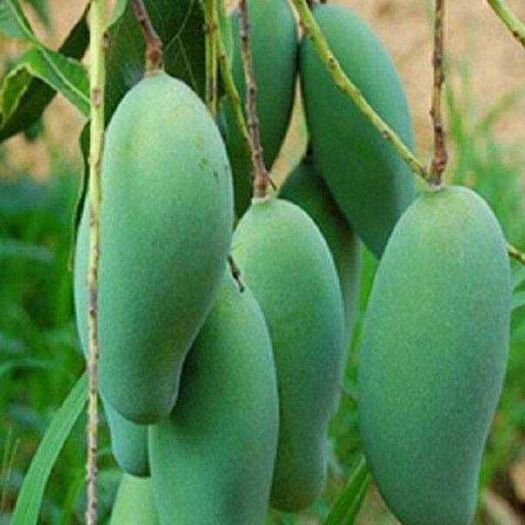 灵山县 芒果苗