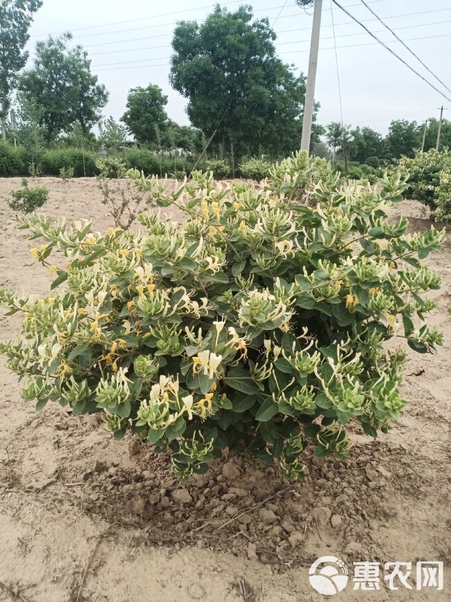 四季金银花苗 金银花老桩树形桩