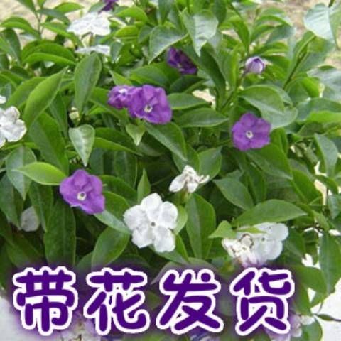 沭阳县双色茉莉崇拜茉莉单瓣茉莉虎头茉莉