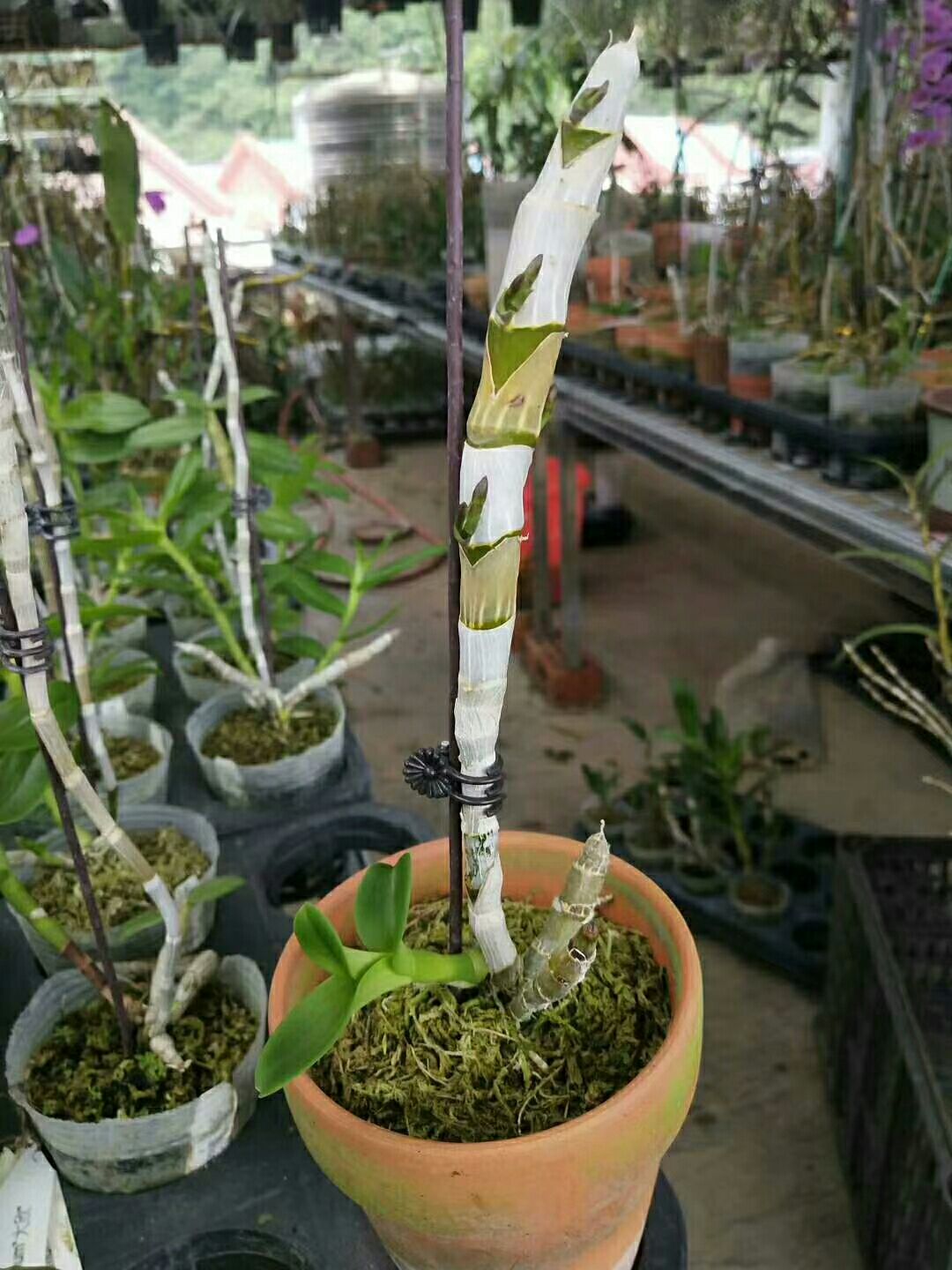  三瓣红花石斛