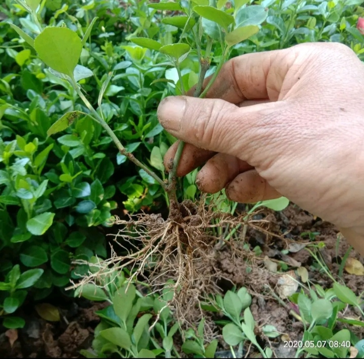 卫矛苗，卫矛床苗，卫矛球，卫矛根系发达，成活率高，量大优惠