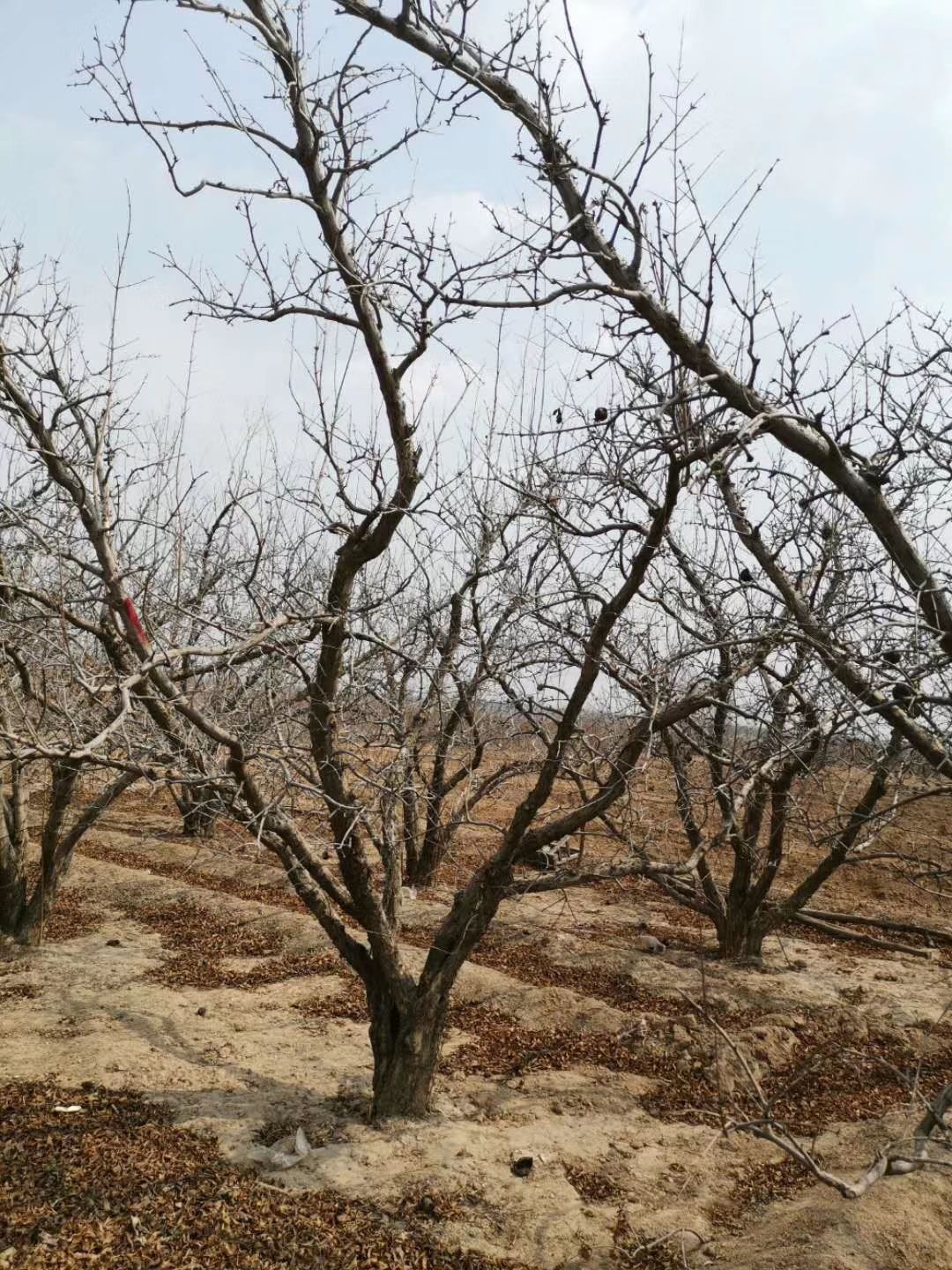 造型石榴树 精品石榴树