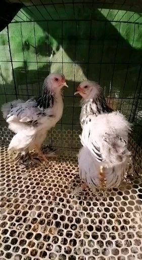  出售婆罗门种蛋，鸡苗，青年鸡等