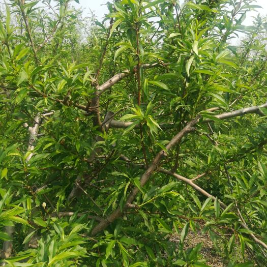 冬桃苗  卖桃树30万棵