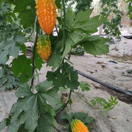 宁波山苦瓜 新水果上市