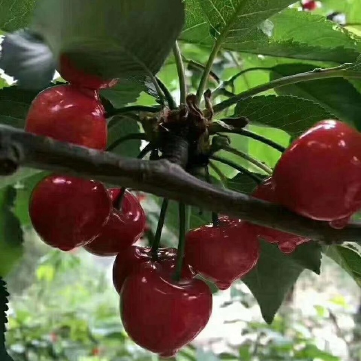 汶川县红灯樱桃 正宗红灯笼