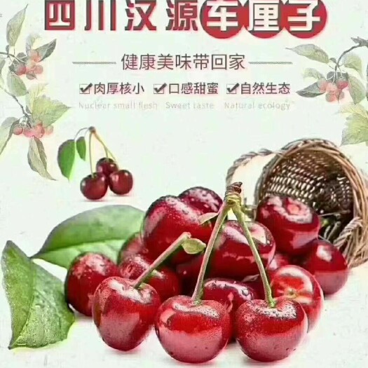 汉源县大樱桃 产地直销 一件4斤包邮