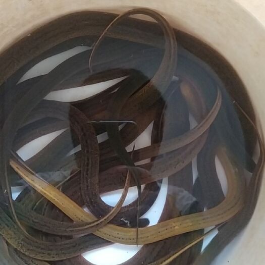 鱼台县黄鳝 鳝鱼，自己下笼子抓得。每天都有两斤，声明不是样子的。