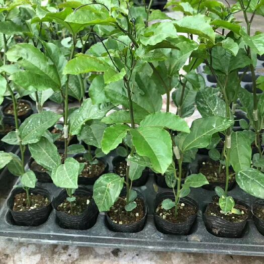 灵山县 百香果苗嫁接苗扦插苗一年四季可种植边开花边结果