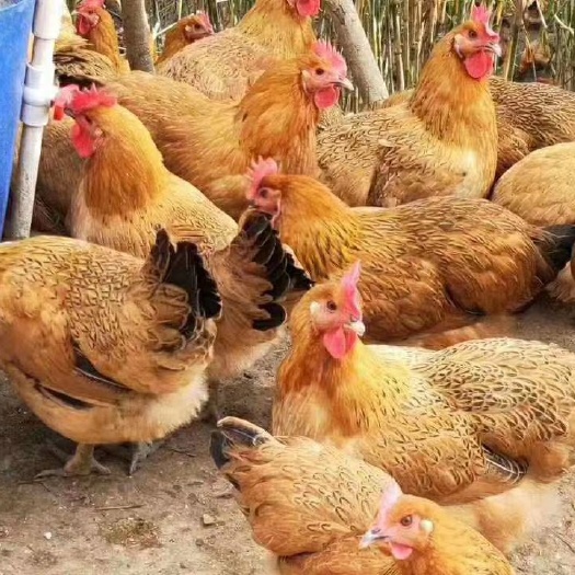 衡南县土鸡灵山土鸡苗 质量正 包打疫苗 厂里直供苗
公母鉴