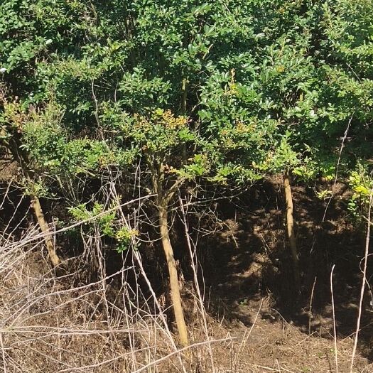 肥西县 大量供应紫薇5~7公分，联系沟通