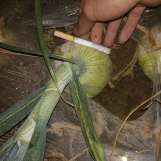 东平县 200吨左右优质黄皮洋葱（平均8个以上）