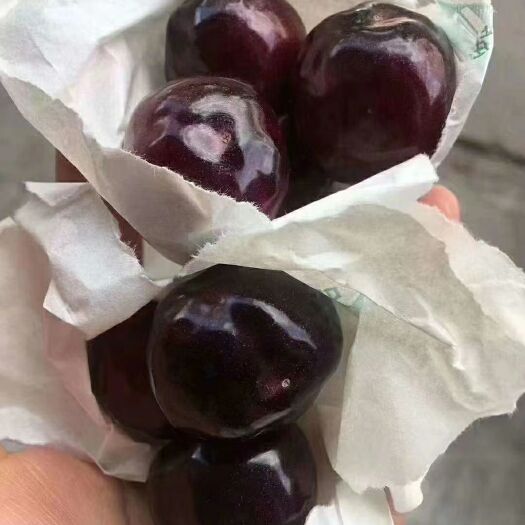 汉源县红灯樱桃 自己产自销，喜欢的来