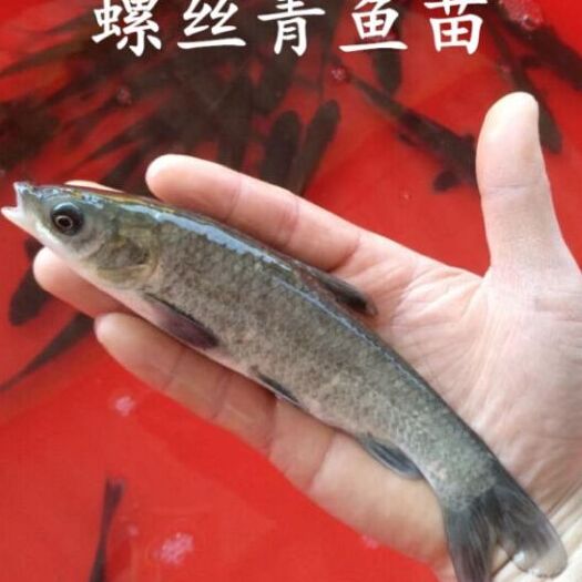 洪湖市青鱼苗  螺丝青