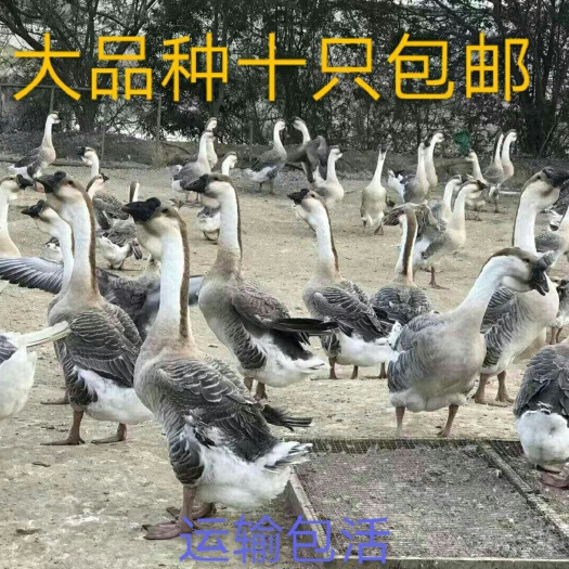 平阳县狮头鹅苗 孵化基地直供，十只包邮，运输包活，健康保证