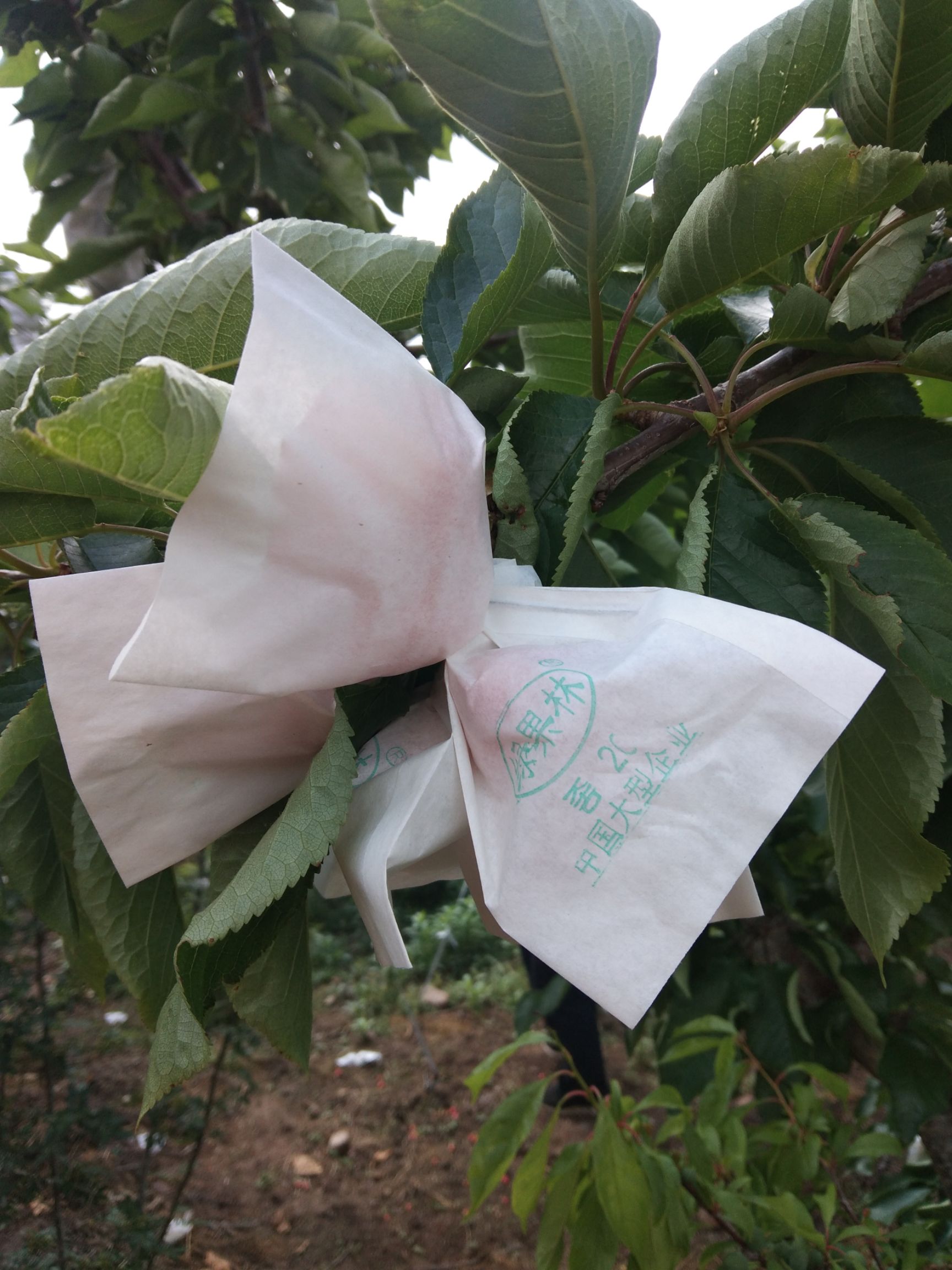 汉源樱桃 汉源清溪车厘子上市了欢迎品常