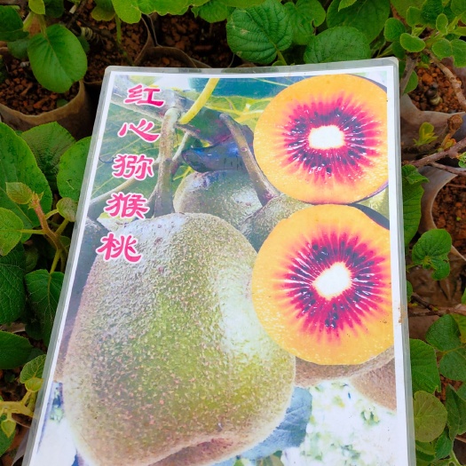 灵山县红心桃树苗 红心猕猴桃苗