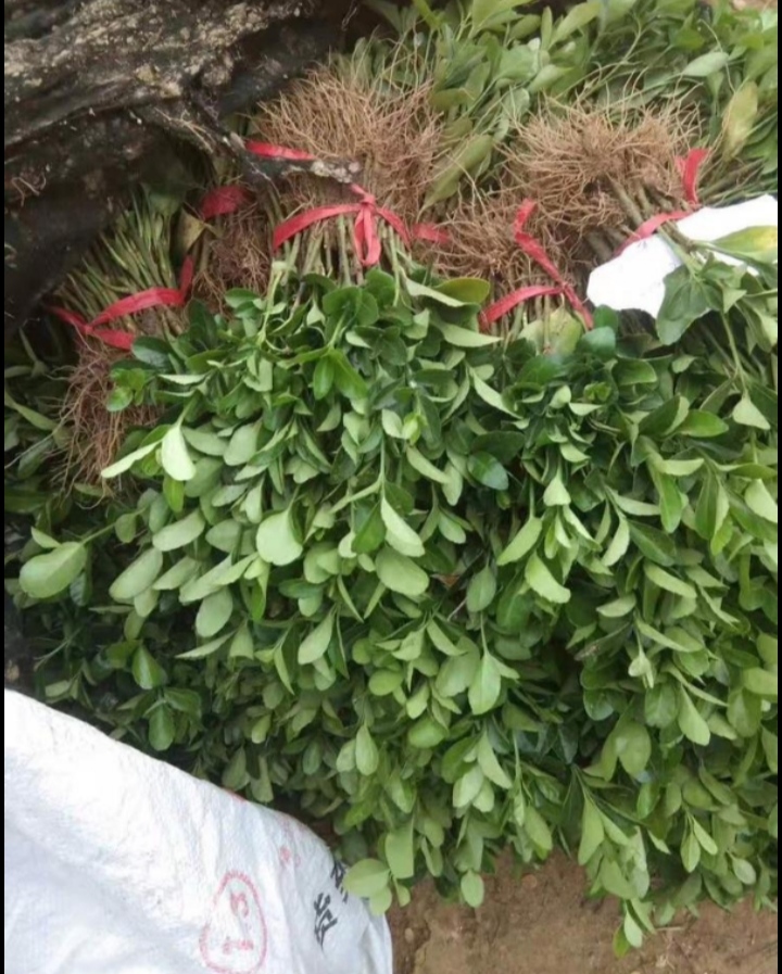 卫矛苗，卫矛床苗，卫矛球，卫矛根系发达，成活率高，量大优惠