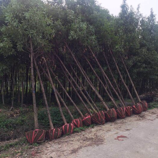 孝昌县 楠木