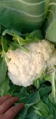 紧花菜种子花椰菜种子