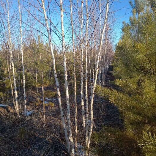 多伦县其它苗木 出售大量丛生白桦，地径4-5厘米，高度4-5米，3-5分枝。