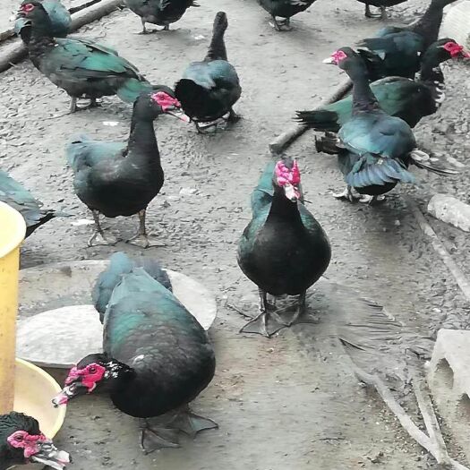 南宁 西洋鸭苗
