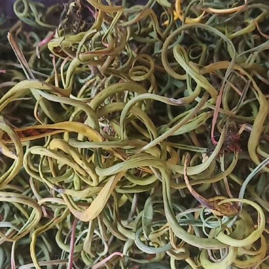 盐源县化石草