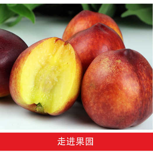 蒙阴县 沂蒙山蜜桃基地供应时间5---12月份