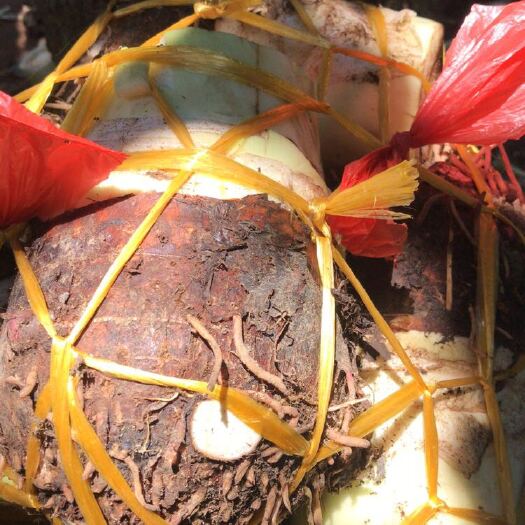 广州槟榔芋 7cm以上