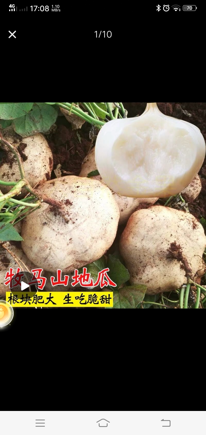 菜瓜种子 凉薯地瓜种子。