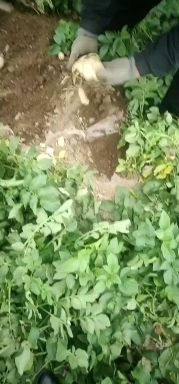 绥中县 辽宁绥中冷棚土豆早大白大量现货