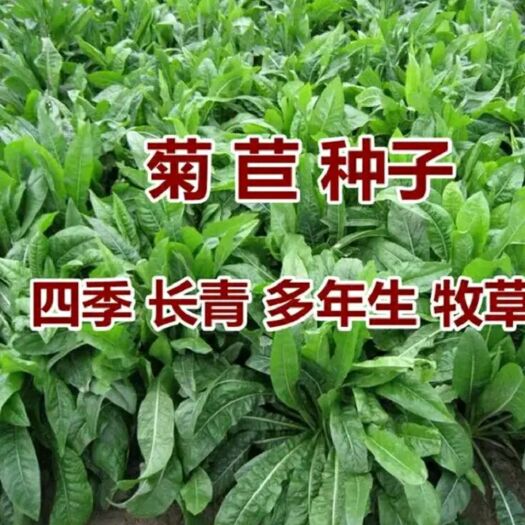 郓城县菊苣种子 菊苣多年生播种时间不受限制，抗旱耐寒耐盐碱