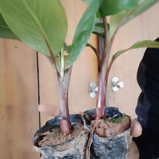 灵山县 红香蕉苗