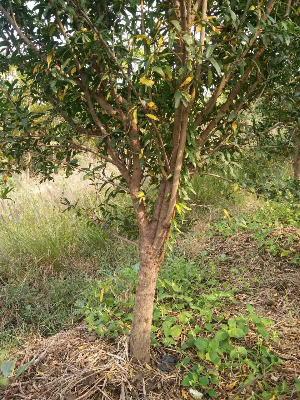 造型石榴树 精品石榴树