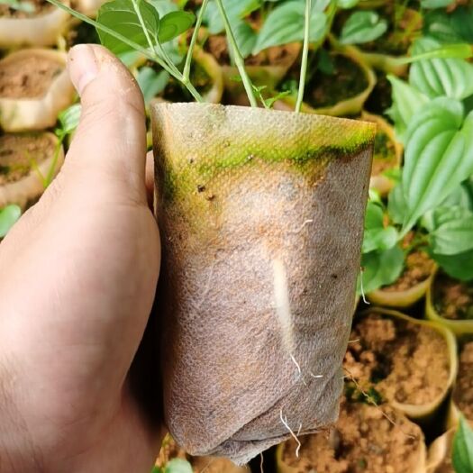 南宁百部种子 苗场直销优质对叶红花百部杯苗，量大从优，欢迎各位咨询