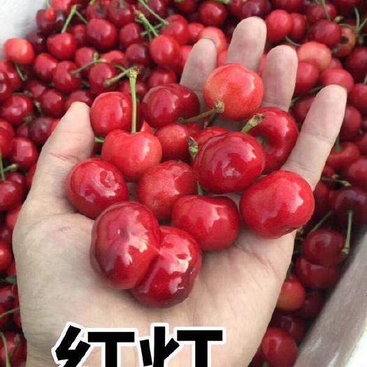 栖霞市 烟台红灯樱桃