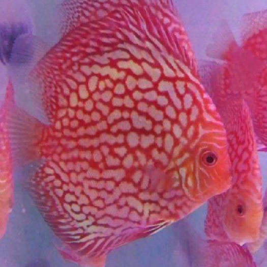 七彩神仙鱼  热带七彩鱼宠物活体观赏鱼7-8厘米红鸽子自养直销