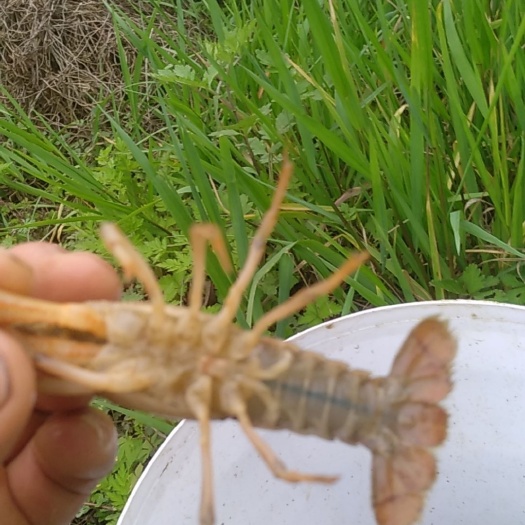 成都 小龙虾 虾苗