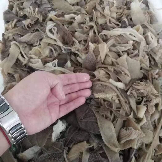 郑州 新鲜毛肚，毛肚小叶片，毛肚边角料，毛肚大叶片
