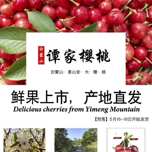 沂南县 沂蒙革命老区樱桃