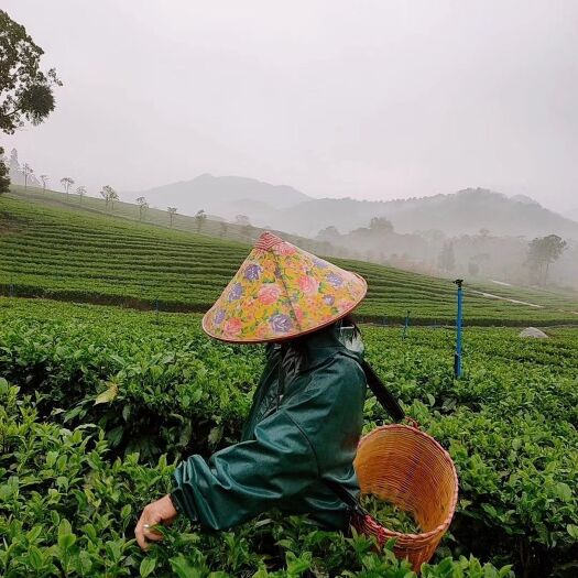  英德红茶，自家茶园一手直销