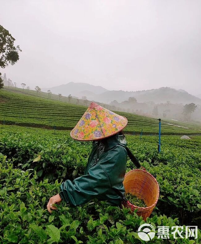  英德红茶，自家茶园一手直销