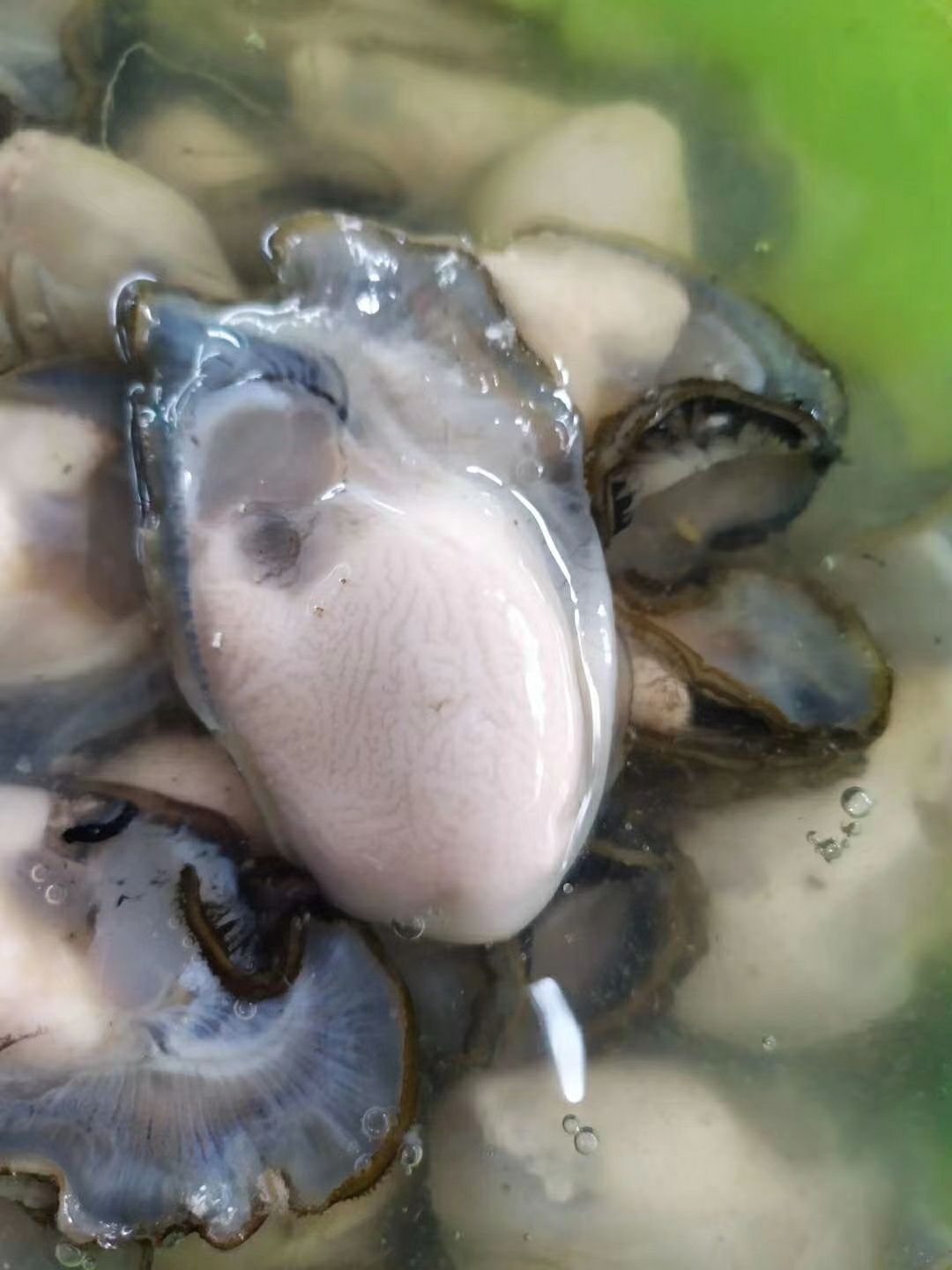 牡蛎肉 海底牛奶