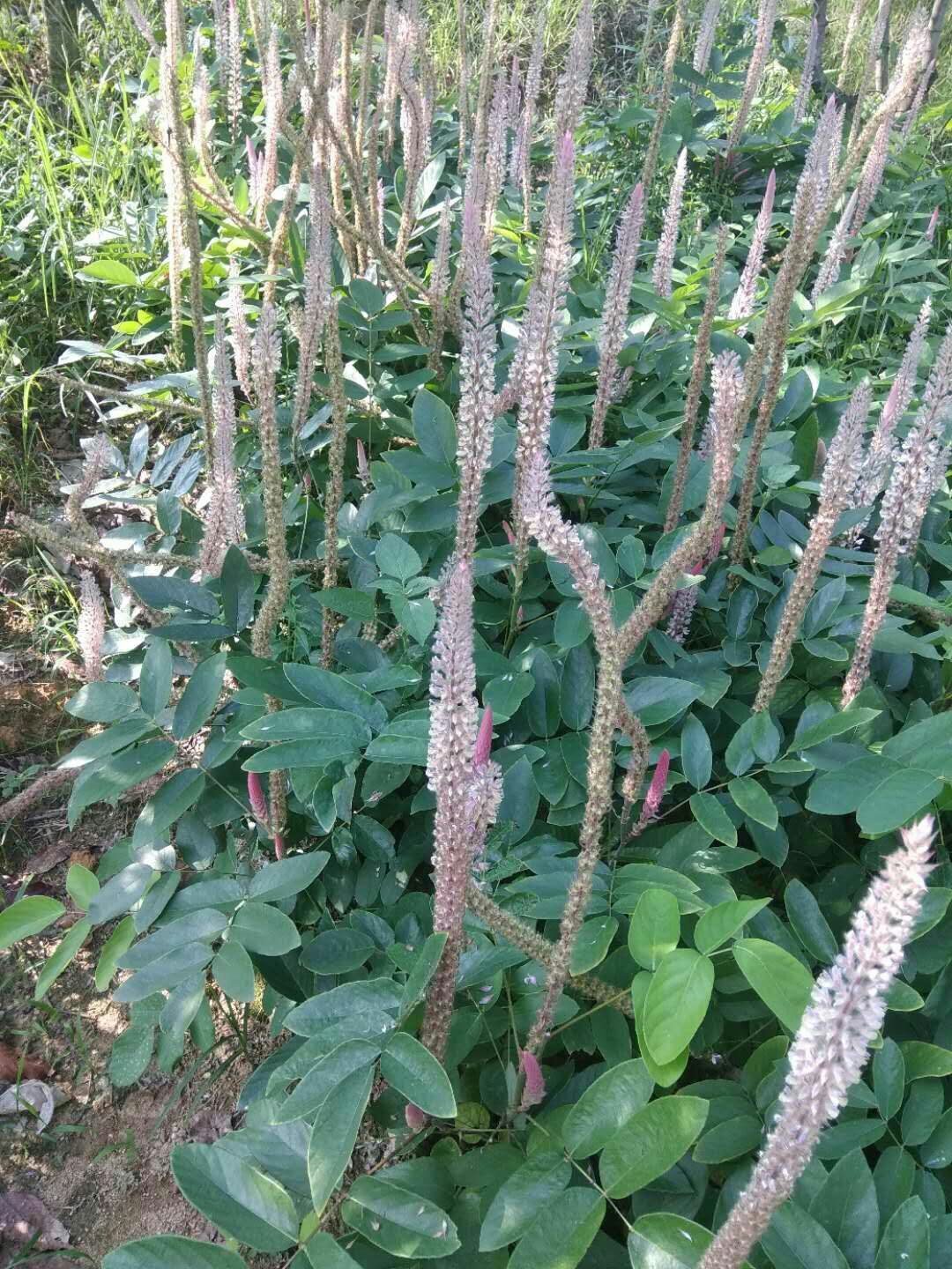 供种植石参根