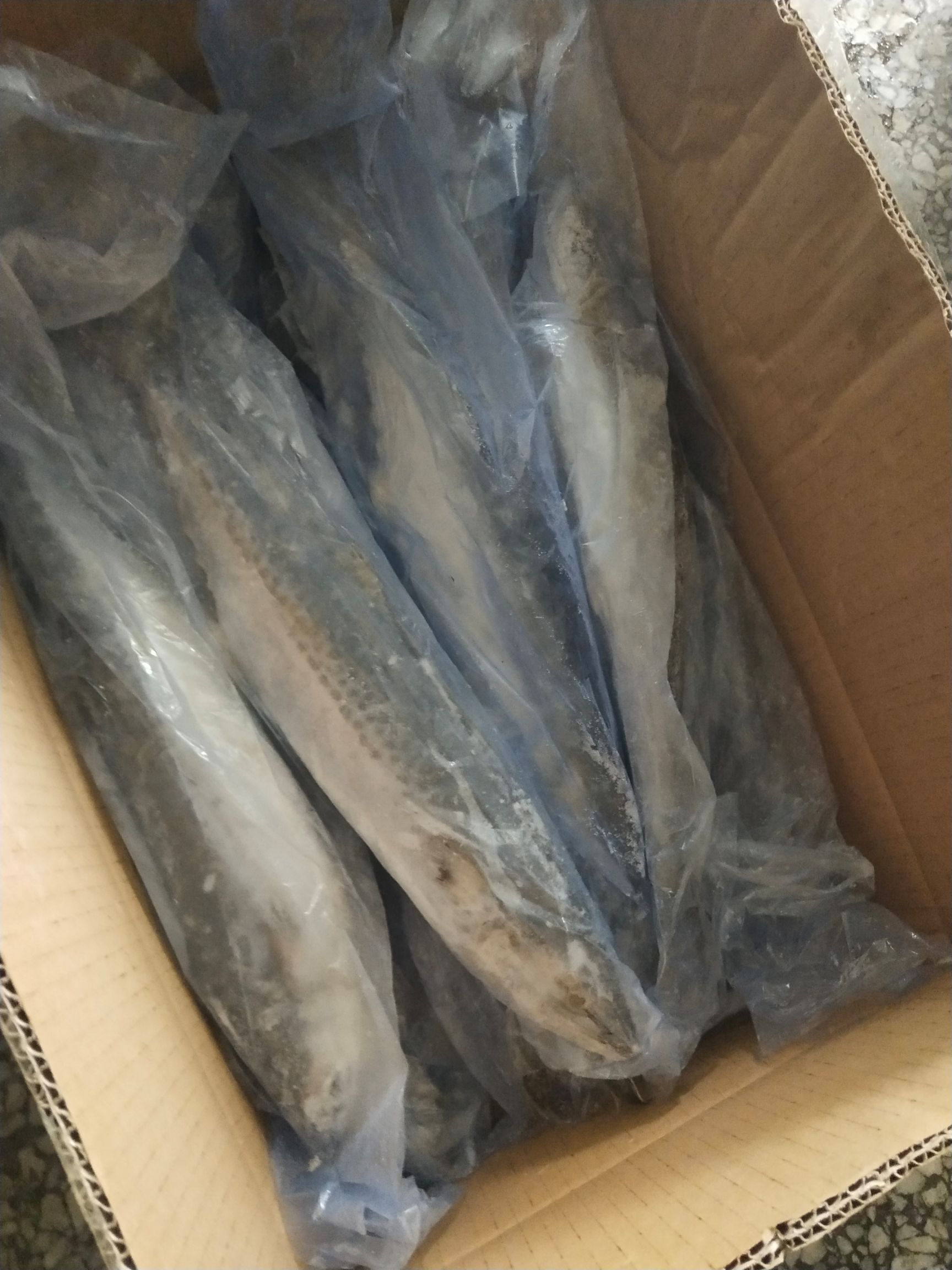 马鲛鱼  马鲛鲅鱼燕鲅6－8－1－1.5  500－70