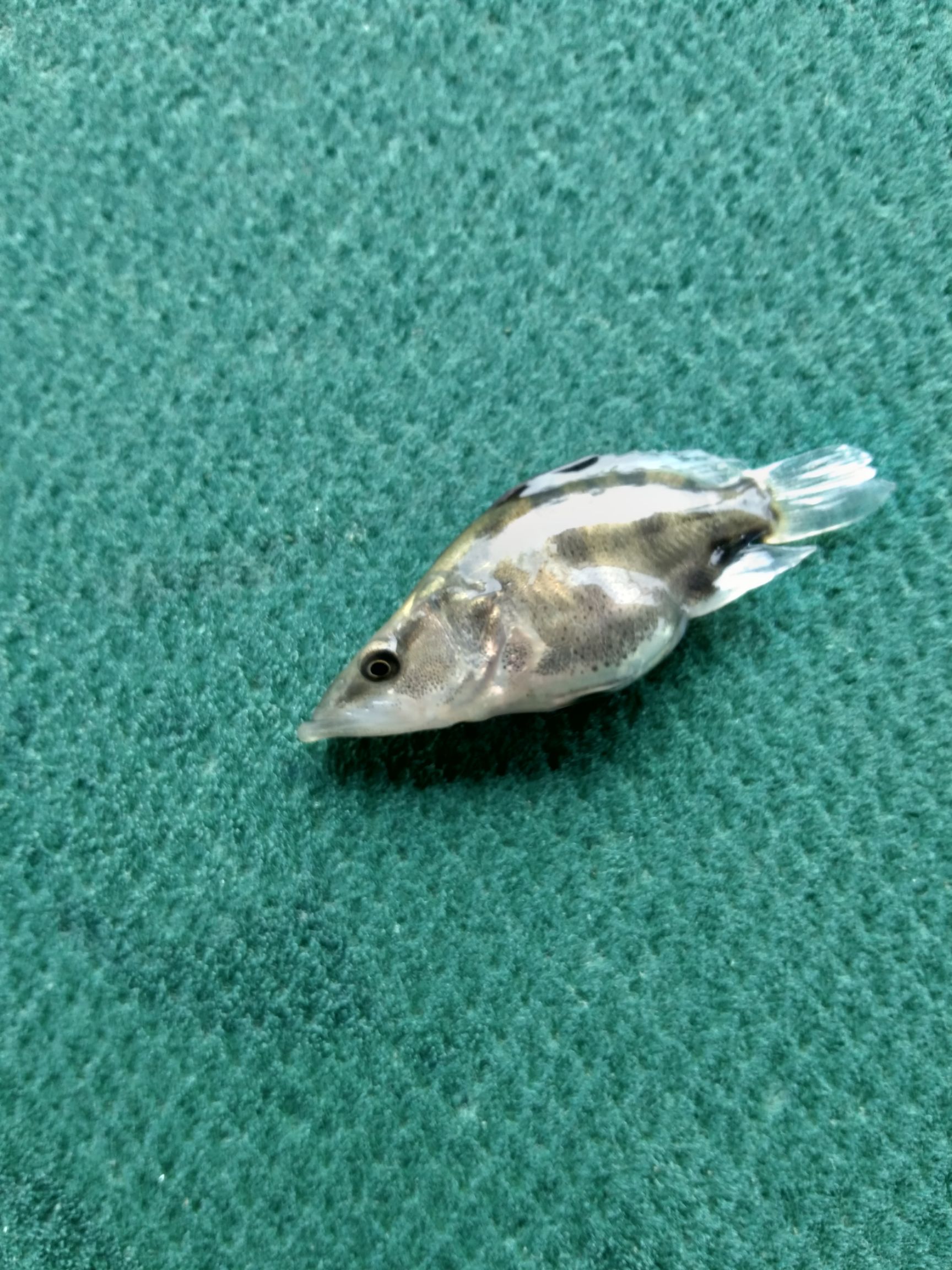 洪湖本地土塘养殖桂鱼苗，(鳜鱼苗)(桂花鱼苗)鱼苗适应性强！