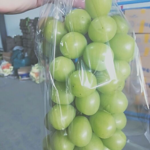 澧县 阳光玫瑰