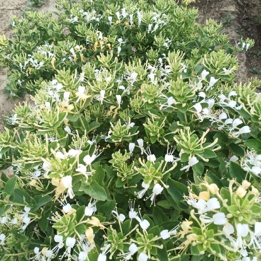 巨鹿县四季金银花苗 金银花老桩树形桩
