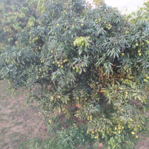 钦州妃子笑荔枝 来咯来咯，十天